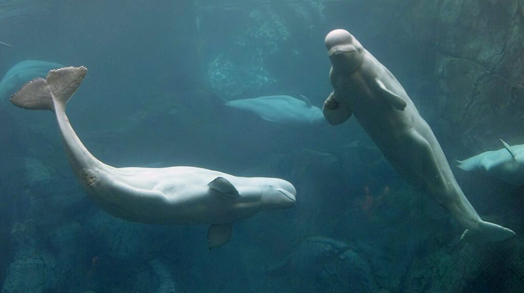 100+] Beluga Pictures