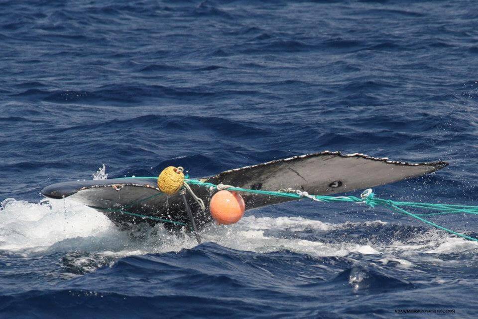 Pacific Council Vote Could Signal End of Whale-Killing Nets in